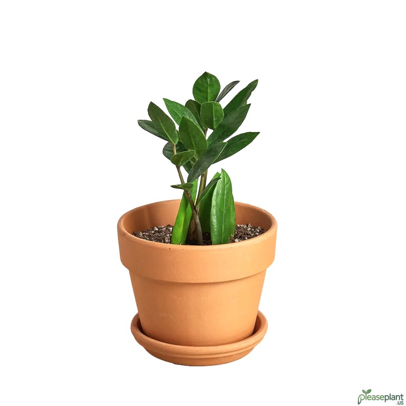 Zamioculcas Zamiifolia ZZ Plant
