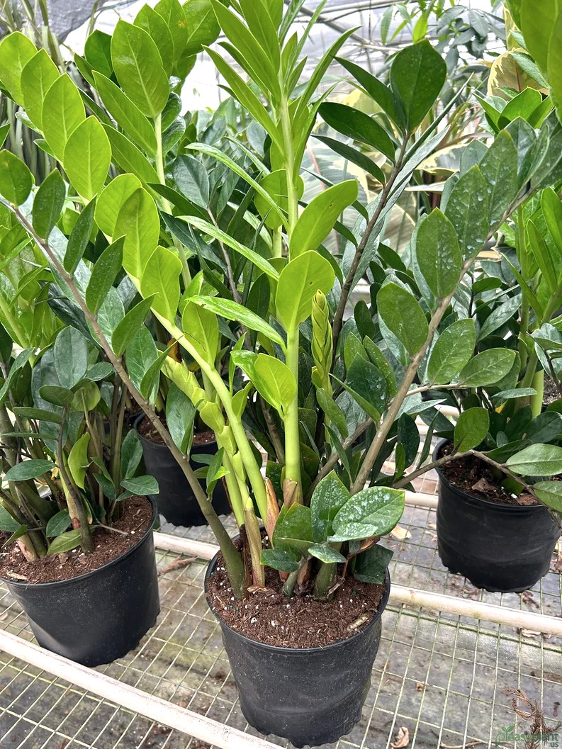 Zamioculcas Zamiifolia ZZ Plant 2