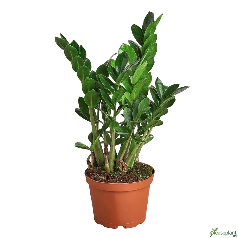 Zamioculcas Zamiifolia ZZ Plant 3