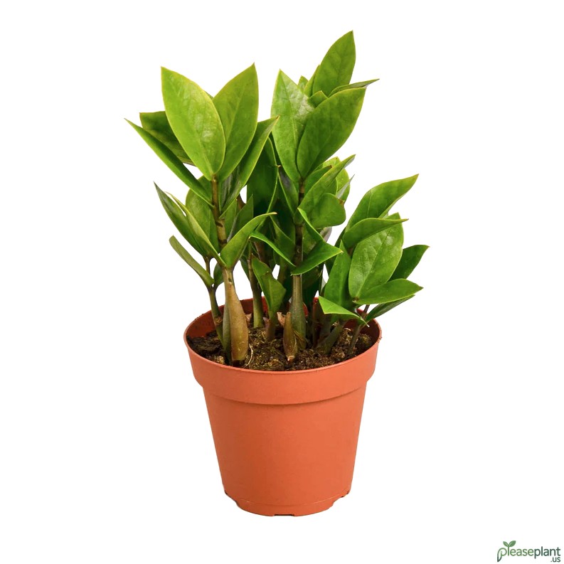 Zamioculcas Zamiifolia ZZ Plant 4