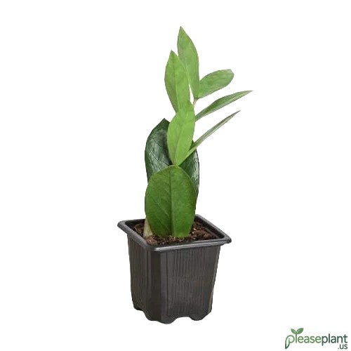 Raven and Zenzi: The Top ZZ Plant Varieties Revealed